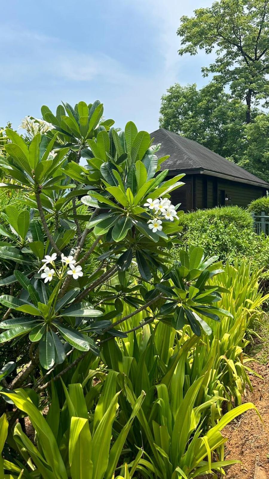 The Postcard Hideaway, Netravali Wildlife Sanctuary, Goa Hotel Vichondrem Exterior foto